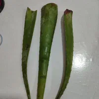 برگ الوئه ورا|گل و گیاه طبیعی|رشت, انصاری|دیوار