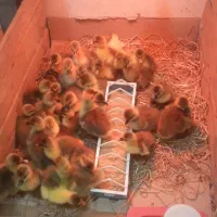 جوجه غاز محلی