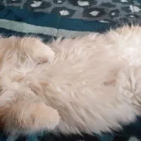 گربه پرشین نر