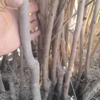 نهال انواع میوه