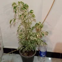 ح ر ا ج|حراج|خرمآباد, |دیوار