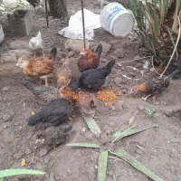 مرع.خروس.نیمچه