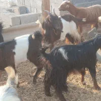 تعدادی بز داشتی