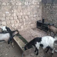 بز و نربز|حیوانات مزرعه|اندیمشک, |دیوار