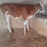 گاووگوساله|حیوانات مزرعه|شوشتر, |دیوار