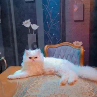 واگذاری گربه ی پرشین نر اصیل