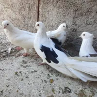 پشدار قدبلند|پرنده|زرند, |دیوار