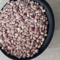 لوبیا چیتی درجه یک