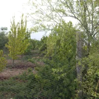 زمین باغ به متراژ ۱۰۰۰ متر واقع در نظر آباد