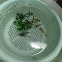 ماهی گوپی درشت خوب|ماهی|قم, شهرک سازمان آب|دیوار