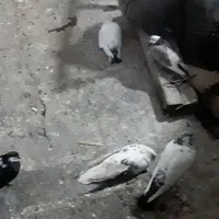 کفتر|پرنده|تهران, کوثر|دیوار