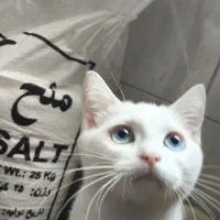 گربه سفید چشم آبی بریتیش شورت هیر|گربه|تهران, مینای شمالی (مخبر)|دیوار