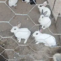 خرگوش مولد|موش و خرگوش|زاهدان, |دیوار