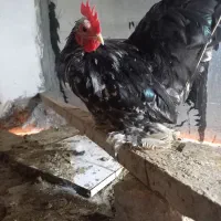 خروش کوشین یک جفت ابریشمی