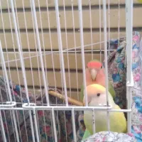 طوطی برزیلی