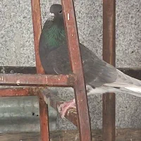 کفتر ماده سینه سیاه وشوهری|پرنده|شیراز, کفترک|دیوار