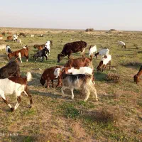 سوسنگرد روستایه جلیعه