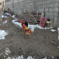 دو عدد خروس جوان بالغ
