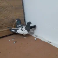 کبوترسینهایمعاوضهباجوجهمینا|پرنده|یزد, |دیوار