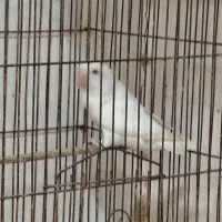 کوتوله برزیلی ماده آماده آماده