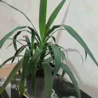 گل و گیاه|گل و گیاه طبیعی|آق قلا, |دیوار