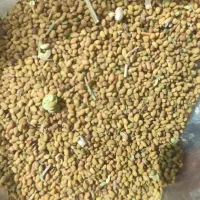 بذر یونجه محلی