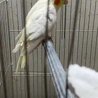 جوجه عروس هلندی 4ماهه|پرنده|بیرجند, |دیوار