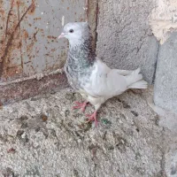 کله اهوازی الماسی گرفتنی|پرنده|اهواز, گلدشت|دیوار