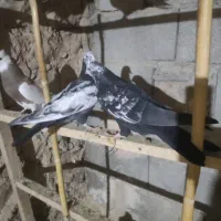 سینه دم سیاه.موقعیت گیلانغرب.|پرنده|سرپل ذهاب, |دیوار