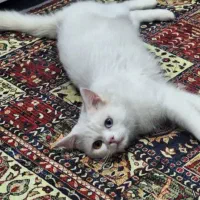 گربه خانگی|گربه|اهواز, پادادشهر|دیوار