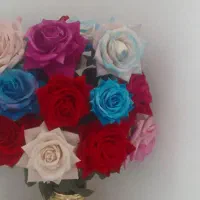 16شاخه گل رز