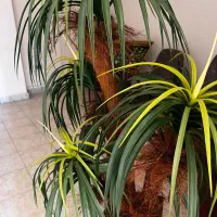 درختچه مصنوعی و گل|گل مصنوعی|بابل, |دیوار