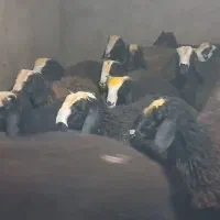 ۱۷راس بره نرنژاداصیل شال
