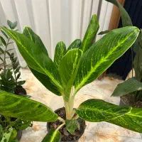 گل اپارتمانی مستقیم از گلخانه|گل و گیاه طبیعی|سنندج, |دیوار