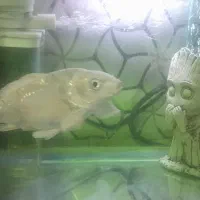 آکواریوم شیشه خم|ماهی|بندر انزلی, نیمه شعبان|دیوار