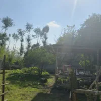 زمین به متراژ ۵۰۰ متر ماسال|فروش زمین و ملک کلنگی|شاندرمن, |دیوار