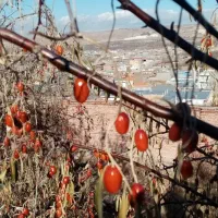 1000 متر خانه باغ داخل محدوده امتیازات کامل|فروش خانه و ویلا|اسکو, |دیوار