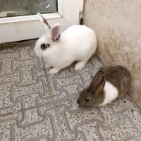 خرگوش کاملا سالم وبازیگوش|موش و خرگوش|ارومیه, |دیوار