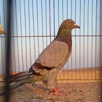 سبز پلاکی ماده درجه یک|پرنده|سبزوار, قصبه شرقی|دیوار