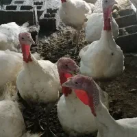 بوقلمون گوشتی