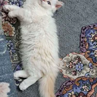 پرشین نر ۴ ماهه