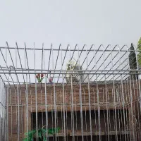 عروس هلندی پیدا شده
