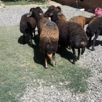 گوسفند