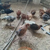 جوجه گلپایگانی