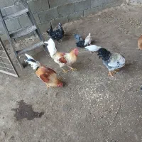 خروس|پرنده|دالاهو, |دیوار