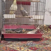 پرنده عروس هلندی