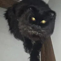 گربه اسکاتیش