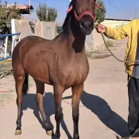 کره مادیان دوسر
