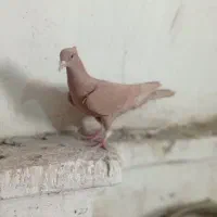 کبوتر پرنده|پرنده|قزوین, |دیوار