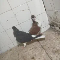کفتر  عالی